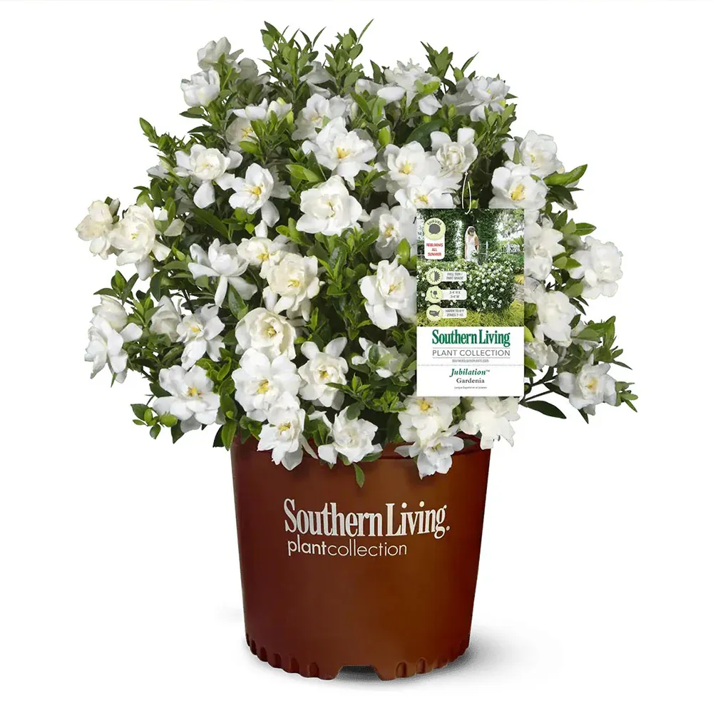 Jubilation Gardenia Shrub - Repeat-Blooming Fragrant Evergreen Plant 1