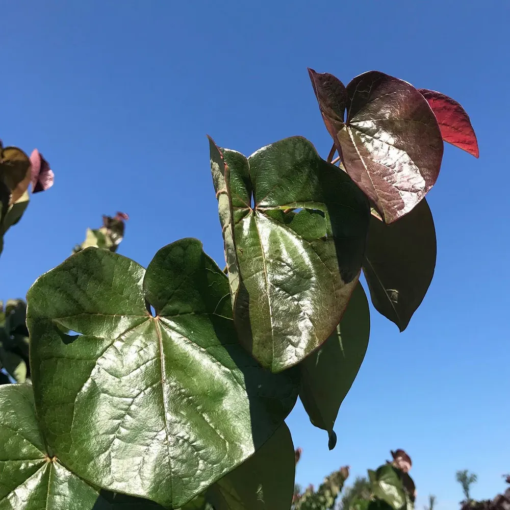 Oklahoma Sparkler Eastern Redbud Tree - Variegated Ornamental Deciduous Tree 2