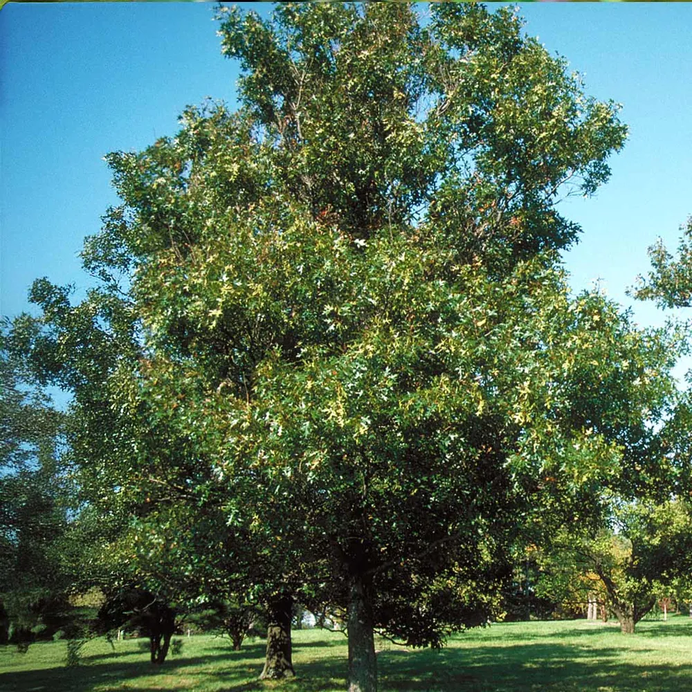 Nuttall Oak Tree Artificial Indoor Plant for Home and Office Decor 3