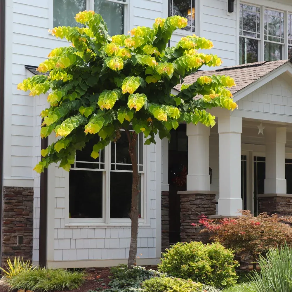 The Rising Sun™ Eastern Redbud Tree - Cercis canadensis Ornamental Flowering Tree 4