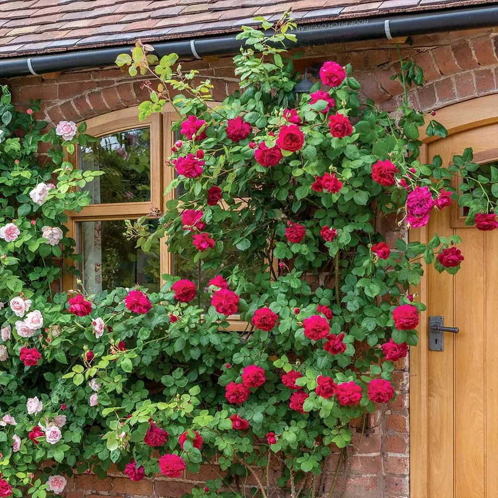David Austin® Tess of the d’Urbervilles™ Climbing Rose 3