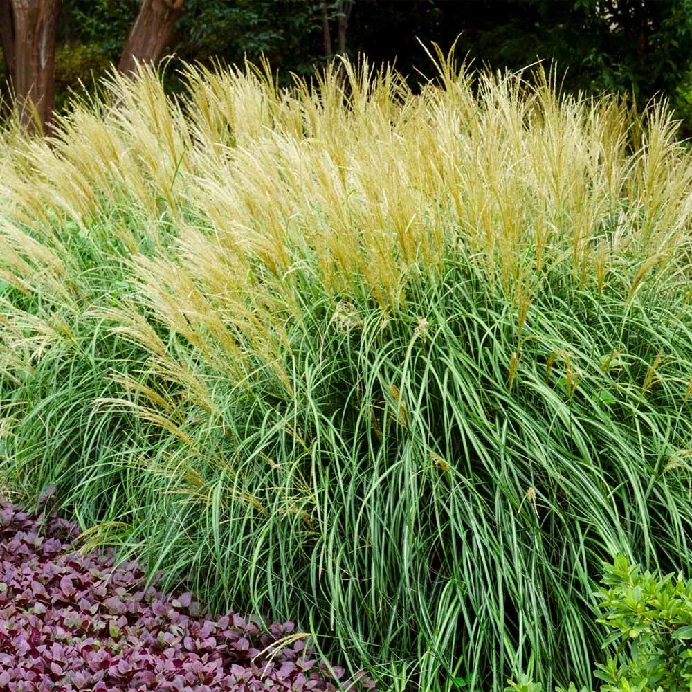 Adagio Maiden Grass - Miscanthus sinensis 'Adagio' Ornamental Perennial 1