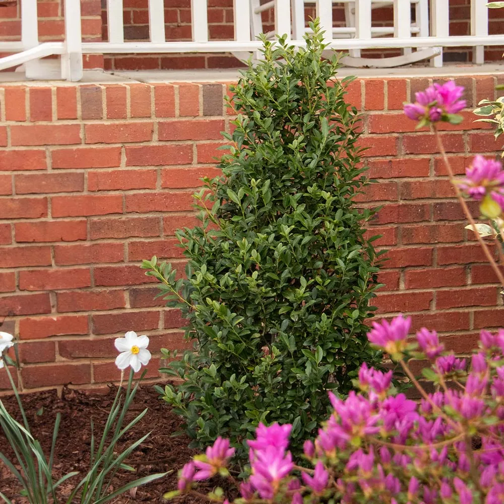 Arrow Point® Japanese Holly (Ilex crenata) Upright Evergreen Shrub