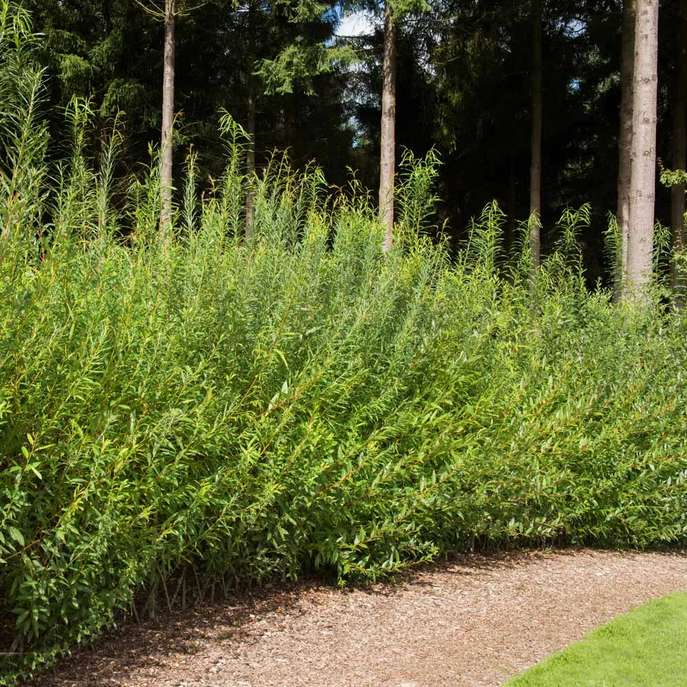 Willow Hybrid Tree - Fast-Growing Deciduous Shade and Privacy Tree 3