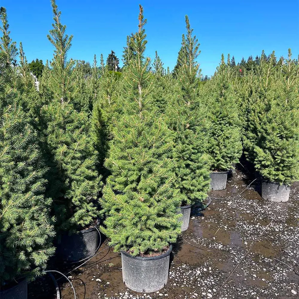 Big Berta White Spruce Artificial Christmas Tree - Full-Profile Holiday Decor 1