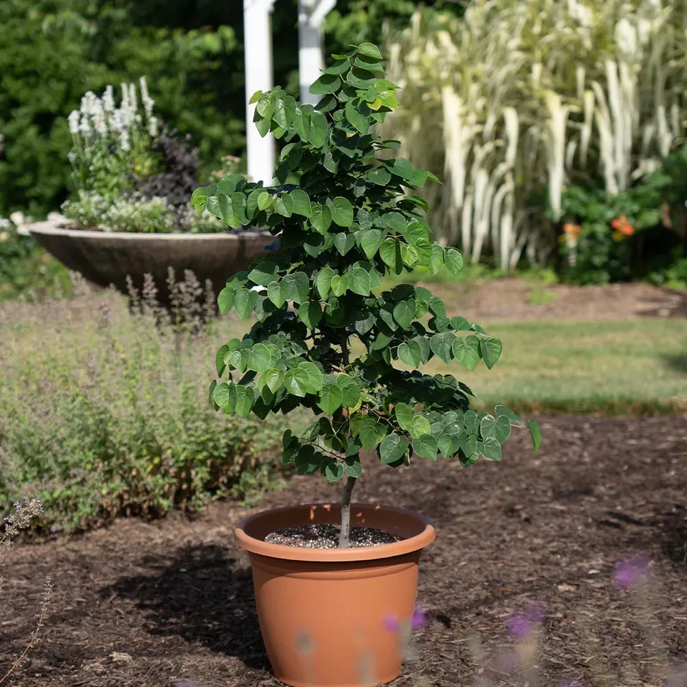 Garden Gems® Emerald Redbud Tree - Ornamental Deciduous Garden Plant 5