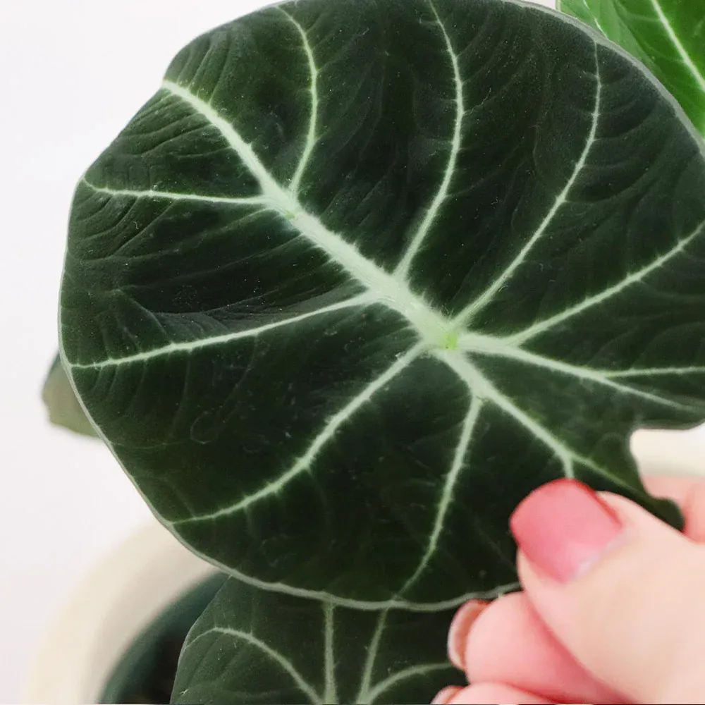 Alocasia Black Velvet - Rare Jewel Alocasia Indoor Potted Plant 1