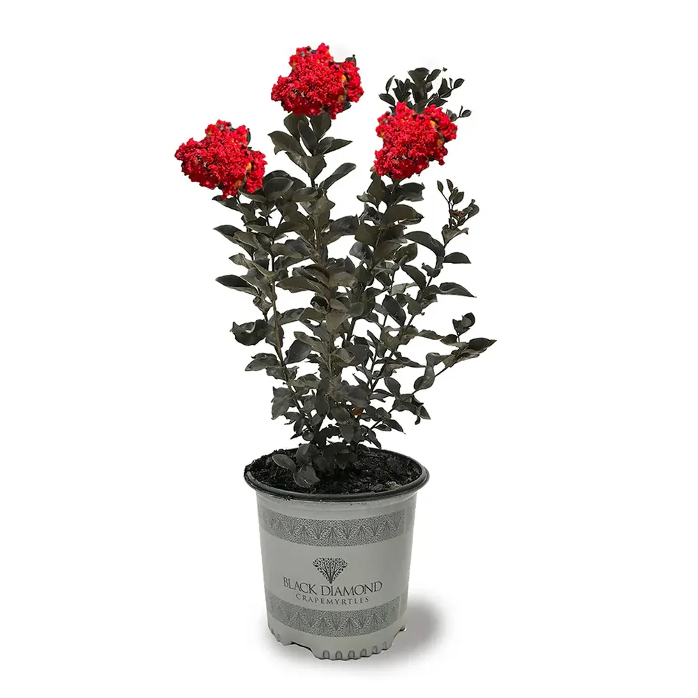 Crimson Red™ Crape Myrtle - Dark Foliage Flowering Shrub 1