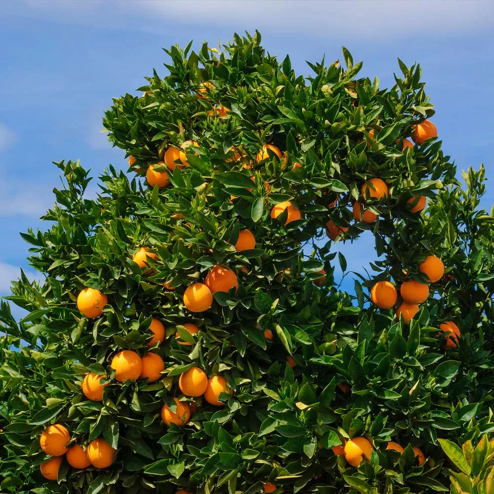 Cara Cara Orange Tree - Citrus sinensis Live Fruit Tree 5