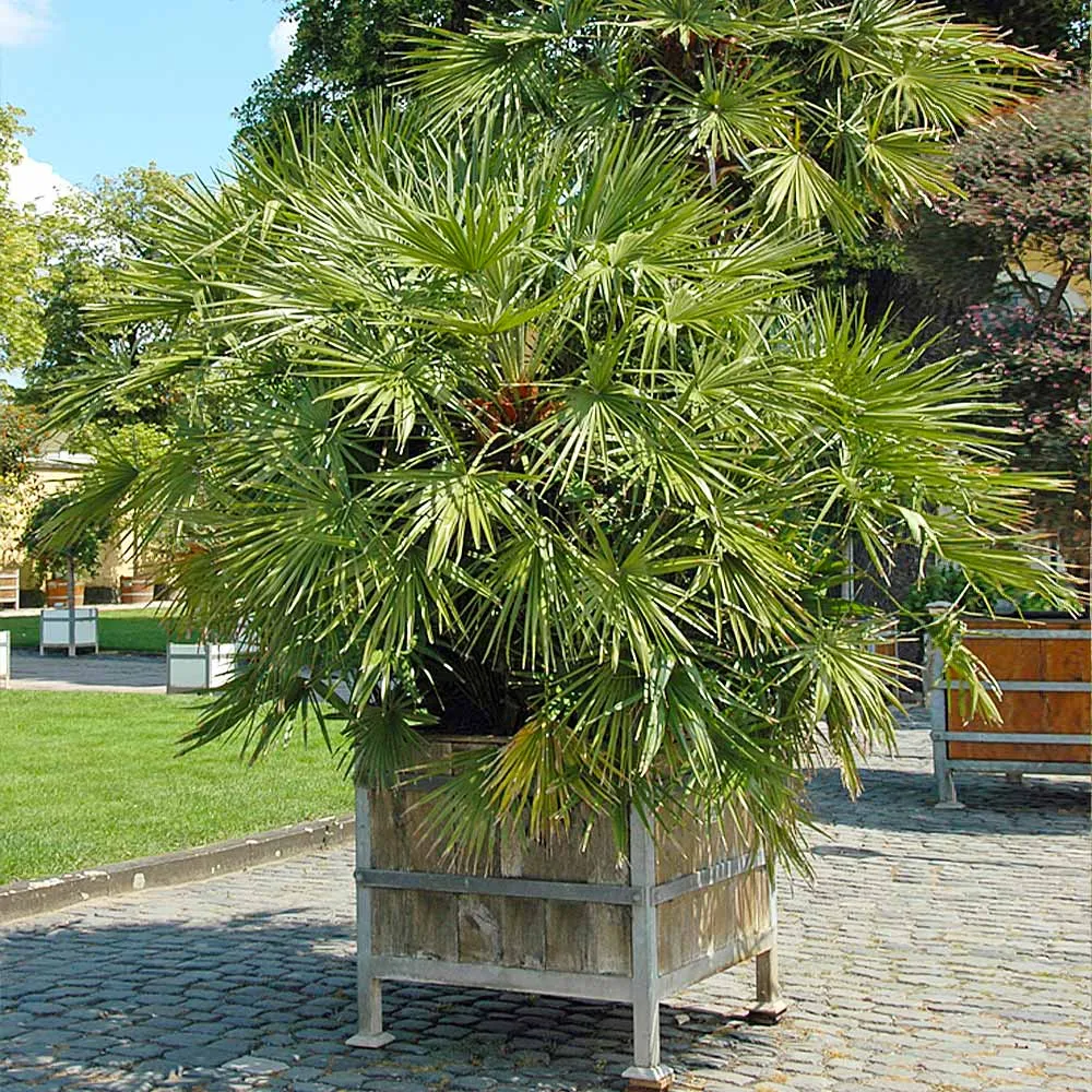 European Fan Palm Tree - Artificial Decorative Plant for Indoor Spaces 2