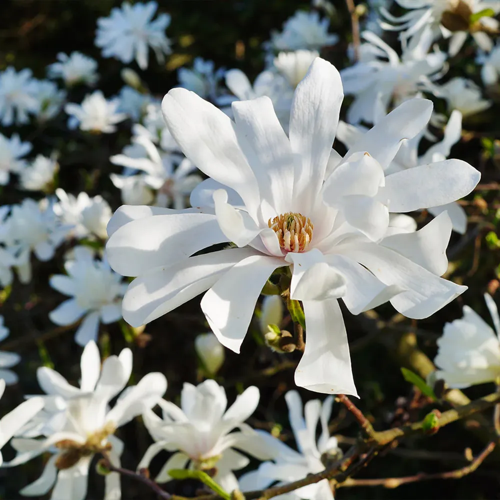 Royal Star Magnolia Tree (Magnolia stellata)