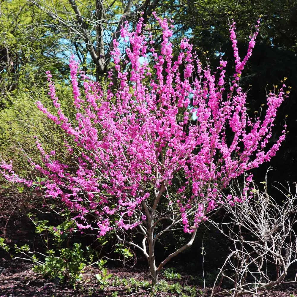 Avondale Redbud Tree (Cercis canadensis 'Avondale')