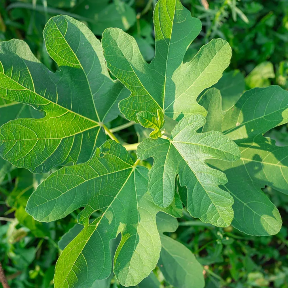 Violette de Bordeaux Fig Tree - USDA Organic Heirloom Fruit Plant 2