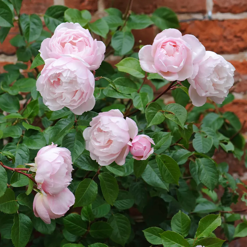David Austin® The Generous Gardener® English Climbing Rose 1