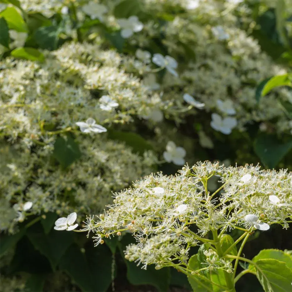 Climbing Hydrangea (Hydrangea anomala petiolaris) Deciduous Flowering Vine 1