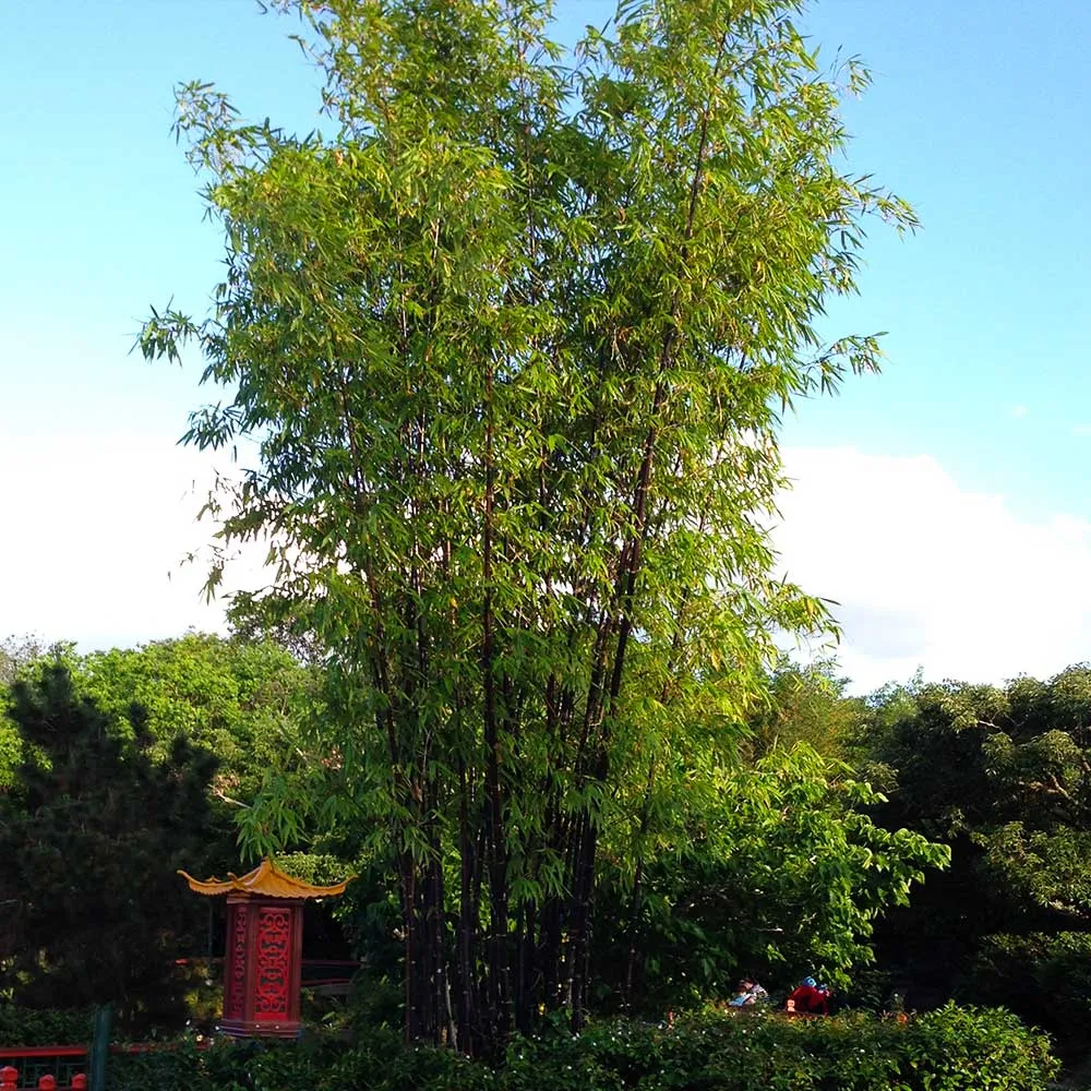 Black Bamboo Tree - Realistic Artificial Decorative Plant for Indoor Spaces 3