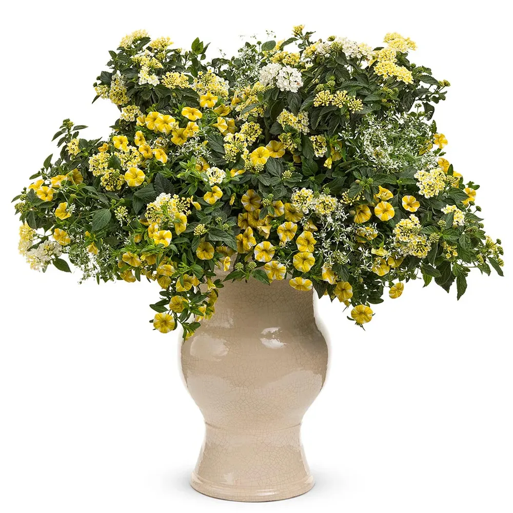 Proven Winners® Luscious® Royale Piña Colada Lantana Flowering Shrub 2