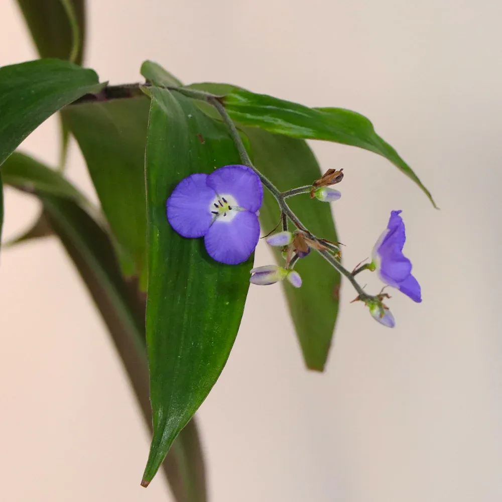 Weeping Blue Ginger Plant (Dichorisandra thyrsiflora) Tropical Ornamental Foliage 3