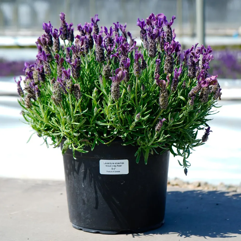 Anouk Deep Rose Lavender Perennial Flowering Plant 4