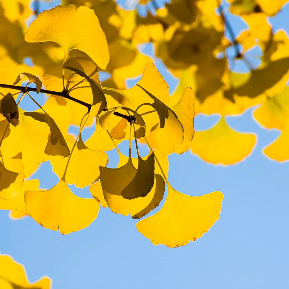Sky Tower Ginkgo Tree Metal Floor Sculpture 1