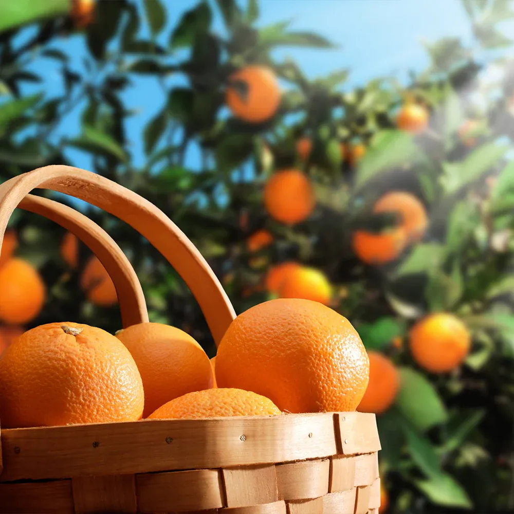 Hamlin Sweet Orange Tree - Citrus sinensis Fruit Bearing Plant 1