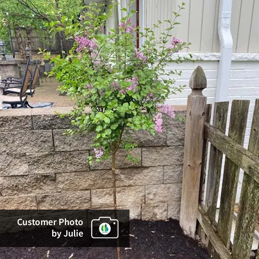 Dwarf Korean Lilac Tree - Compact Fragrant Flowering Shrub 3