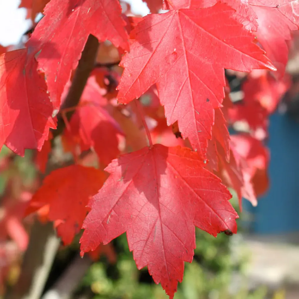 Sun Valley Red Maple Tree - Ornamental Deciduous Landscaping Tree 2