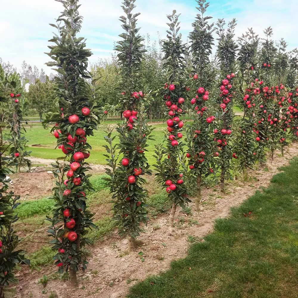 Tasty Red Columnar Apple Tree - Compact Vertical Growth Fruit Tree 1
