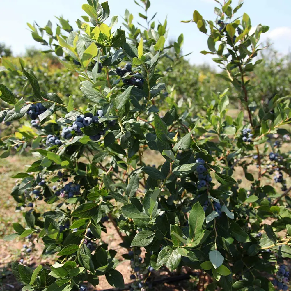 Vaccinium Corymbosum Legacy Shrub - Northern Highbush Blueberry Plant 5