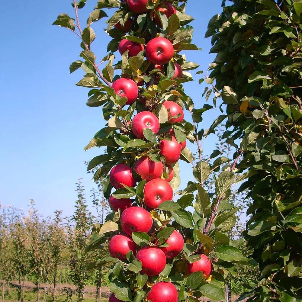 Tasty Red Columnar Apple Tree - Compact Vertical Growth Fruit Tree