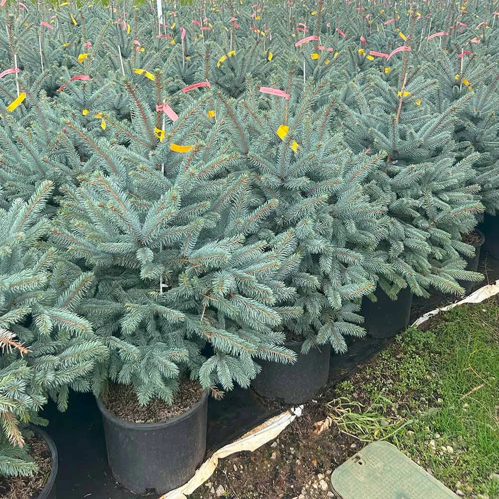 Fat Albert Colorado Blue Spruce Artificial Christmas Tree 4