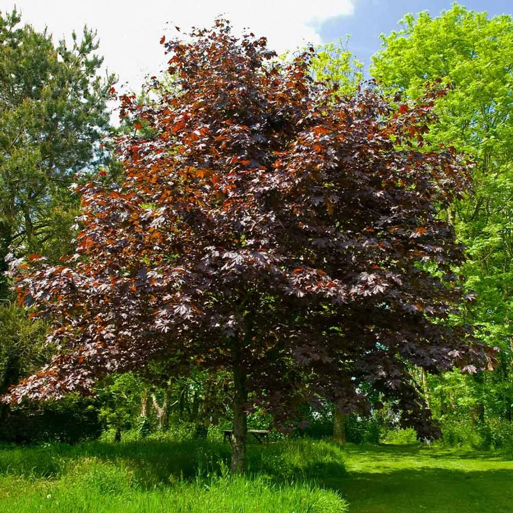 Crimson King Maple Tree (Acer platanoides 'Crimson King') 1