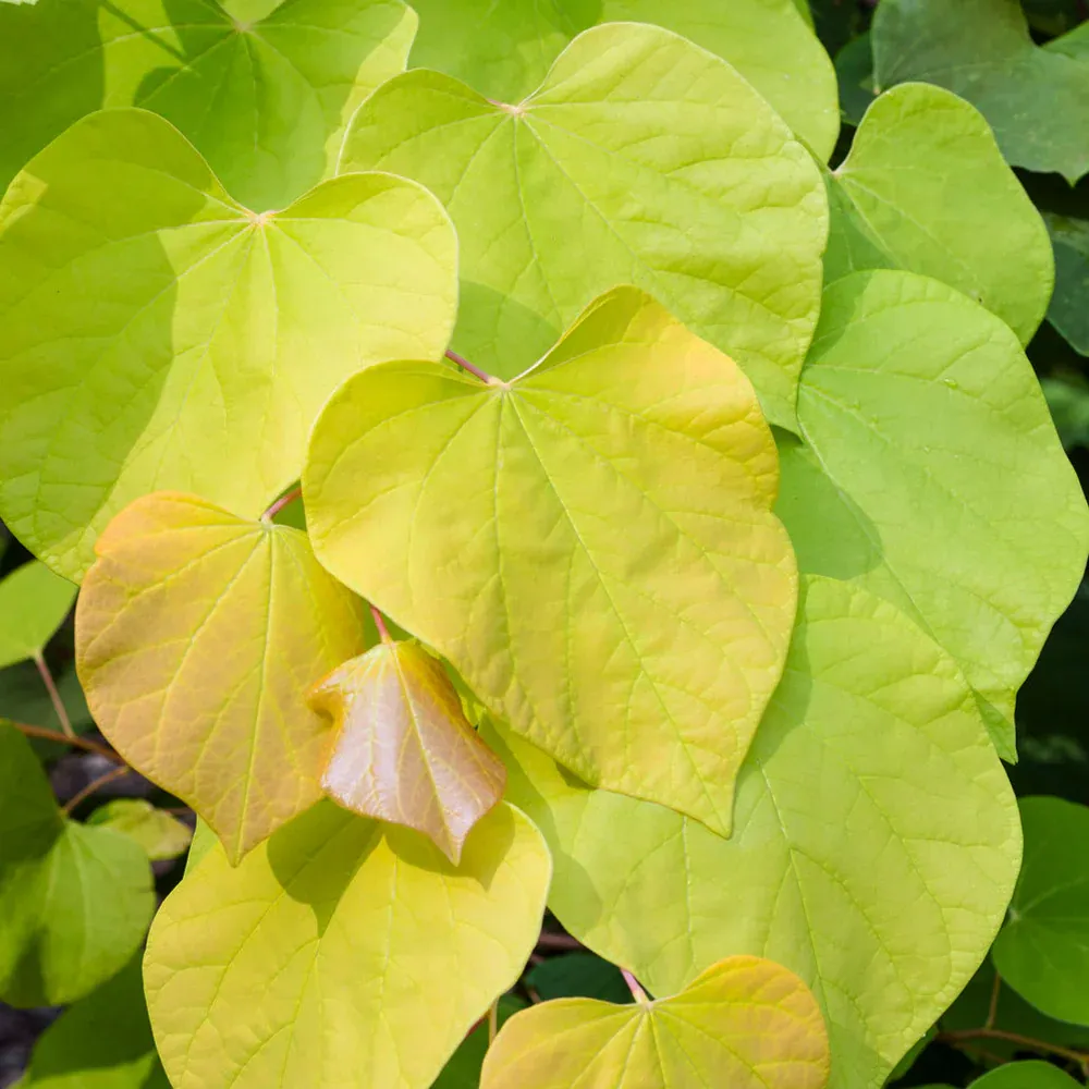 Hearts of Gold Redbud Tree (Cercis canadensis) - Ornamental Golden Foliage Tree 2