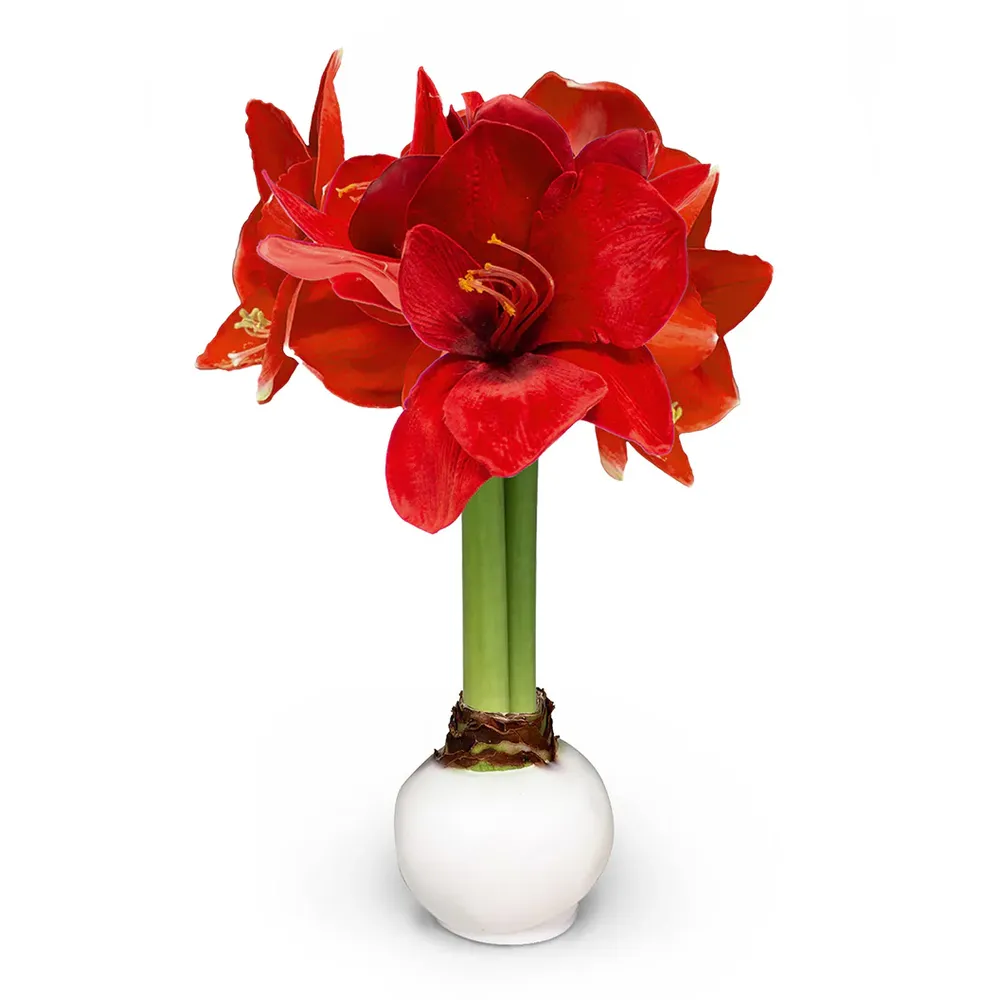 White Wax-Dipped Amaryllis Bulb with Red Blooms 2
