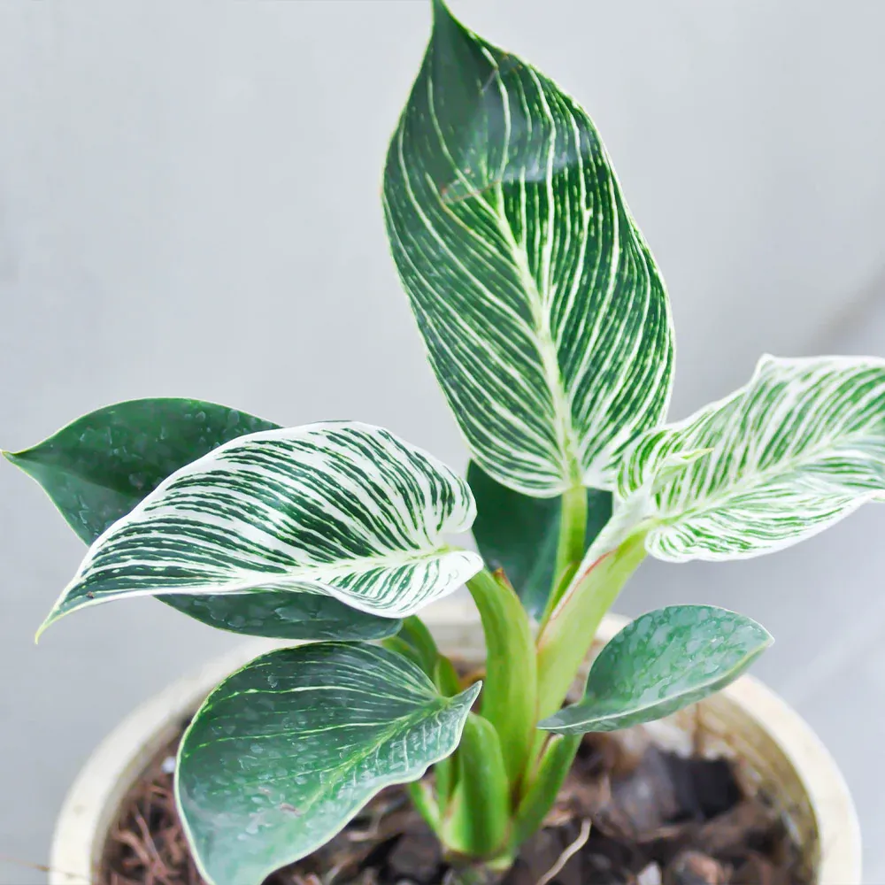 Philodendron Birkin Live Indoor Houseplant with Variegated Foliage 3