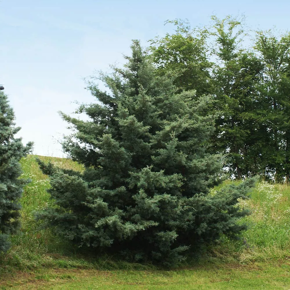 Carolina Sapphire Cypress Tree (Cupressus arizonica) - Drought-Tolerant Evergreen Conifer 3