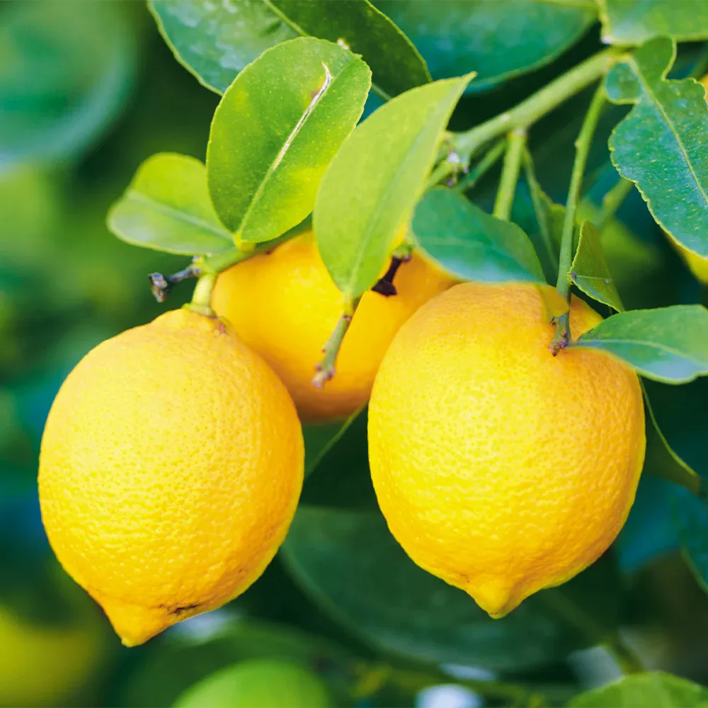 Bearss Lemon Tree - Live Citrus Fruit Plant for Home and Garden 1