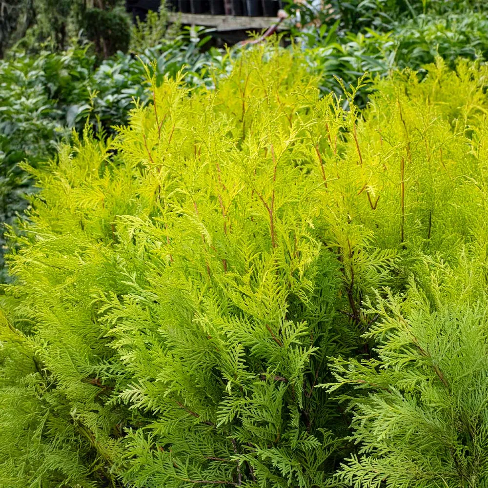 Yellow Ribbon Arborvitae Tree - Narrow Upright Evergreen Shrub 1