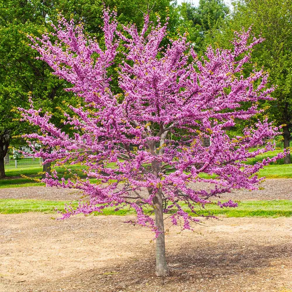 Garden Gems® Emerald Redbud Tree - Ornamental Deciduous Garden Plant