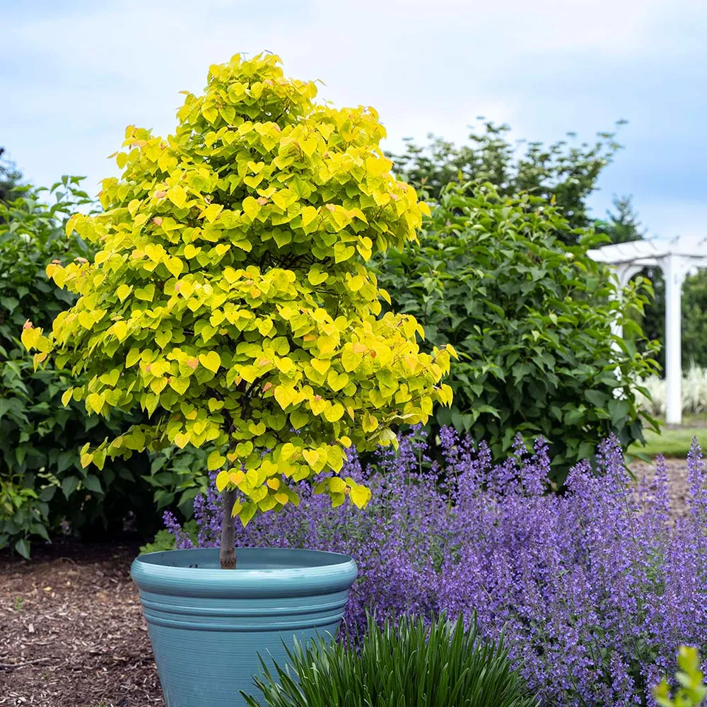 Citrine Redbud Tree (Cercis canadensis 'Citrine') - Ornamental Deciduous Tree 6