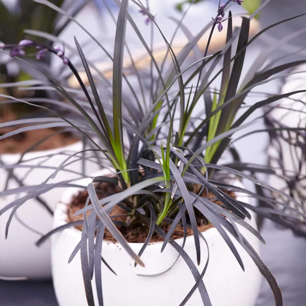 Black Mondo Grass (Ophiopogon planiscapus 'Nigrescens') Ornamental Perennial 2