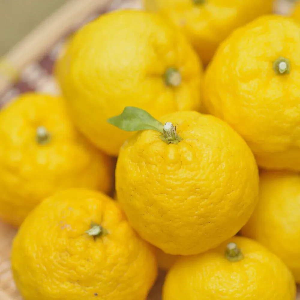 Live Yuzu Citrus Tree (Citrus Junos) for Home and Garden 2