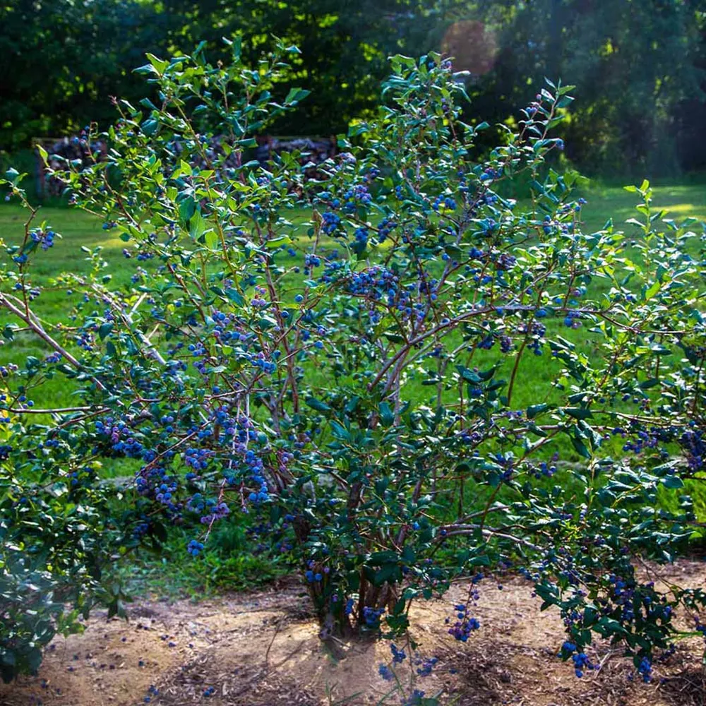 Sweetheart Blueberry Bush - Self-Pollinating Fruit Bearing Shrub