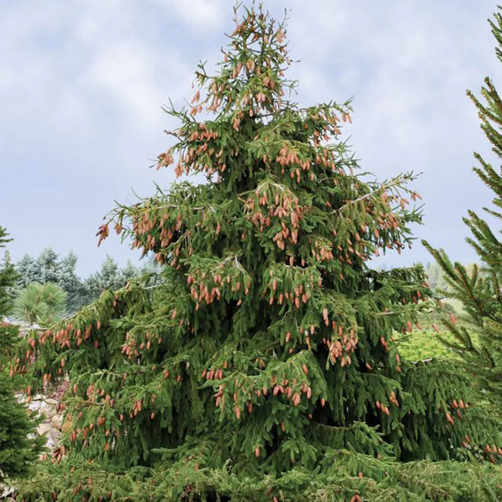 Red Cone Norway Spruce Tree - Realistic Artificial Holiday Decor