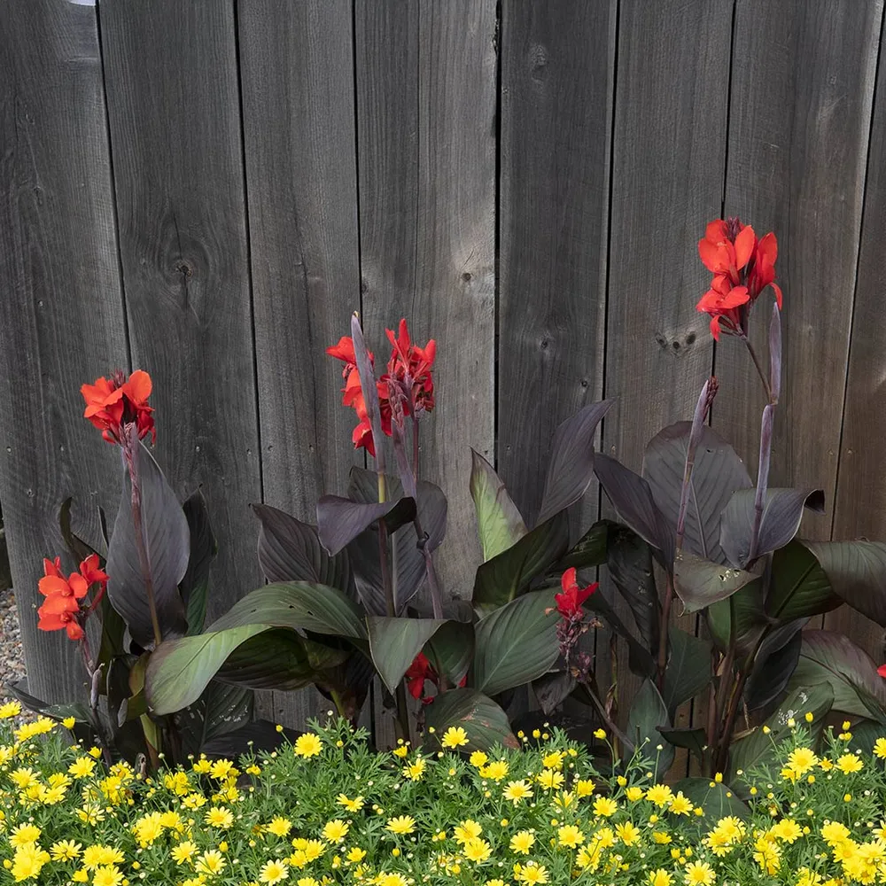 Cannova® ‘Bronze Scarlet’ Canna Lily Plant with Bronze Foliage and Red Flowers 1