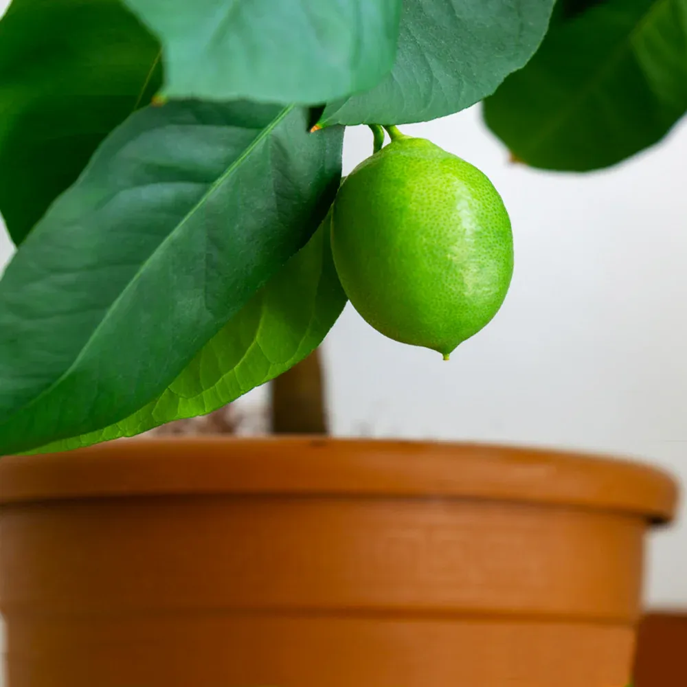 Persian Bearss Lime Bush - Seedless Citrus Tree 1