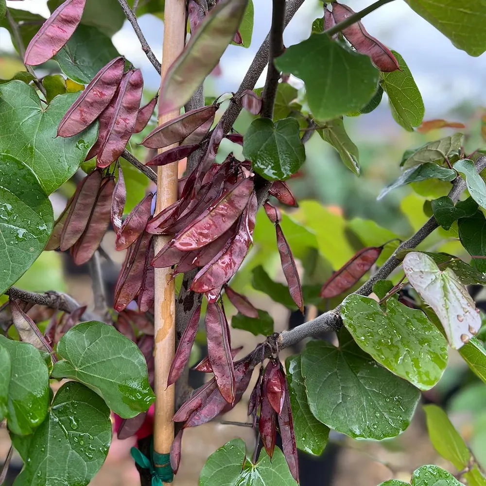 Oklahoma Sparkler Eastern Redbud Tree - Variegated Ornamental Deciduous Tree 1