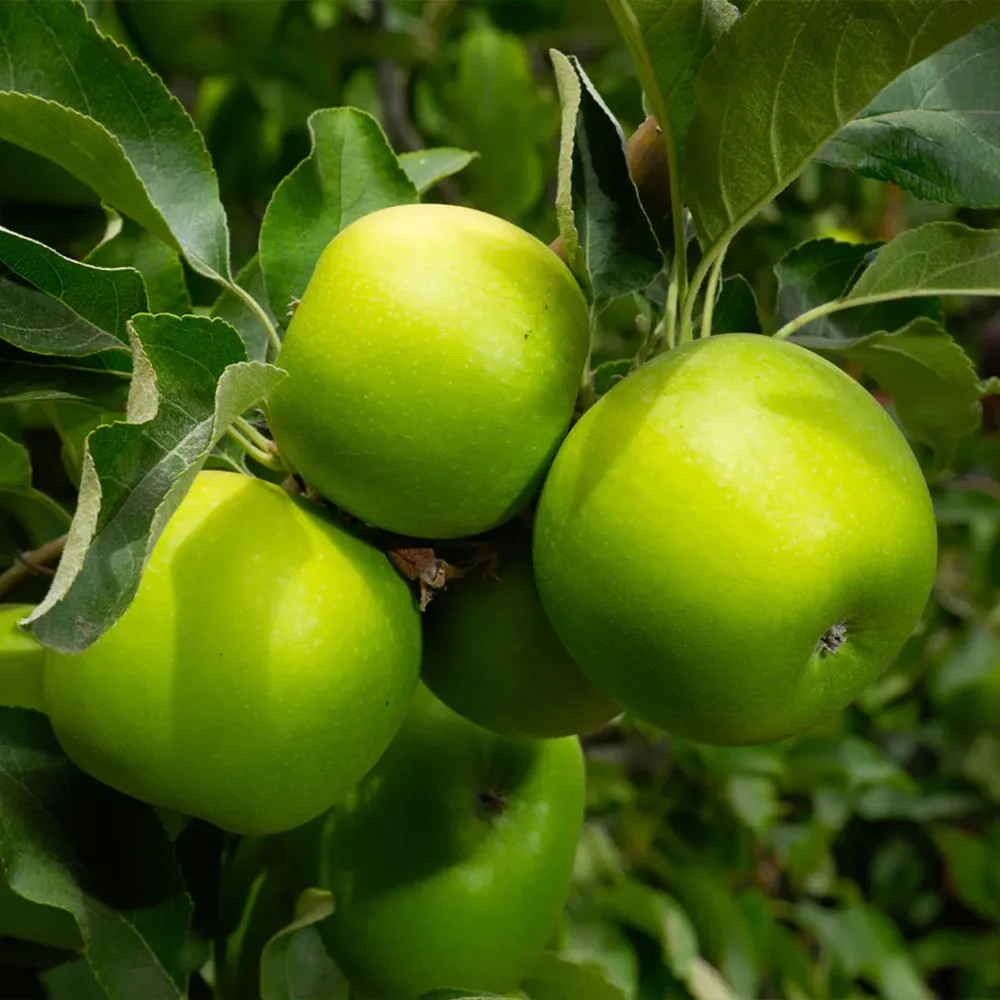 Granny Smith Apple Tree - Crisp Tart Fruit Variety