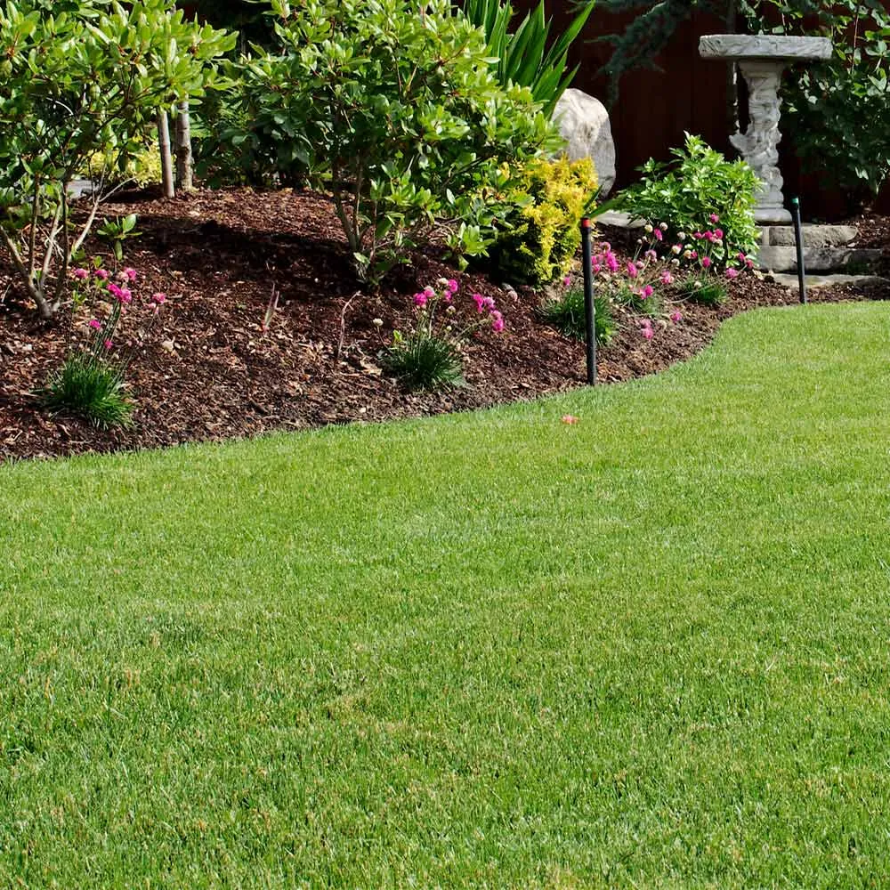 Tall Fescue Grass Seed for Durable and Drought-Tolerant Lawns 1