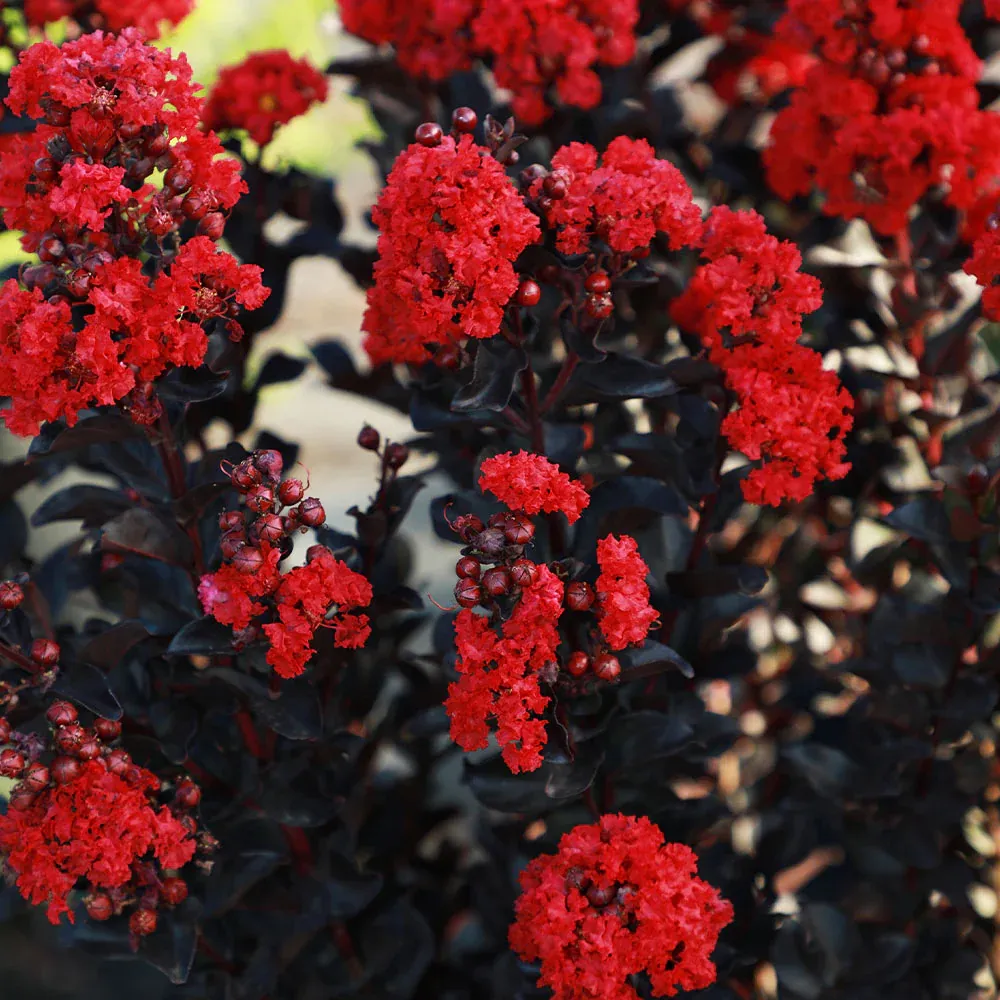 Radiant Red Crape Myrtle - Dark Foliage Ornamental Flowering Shrub